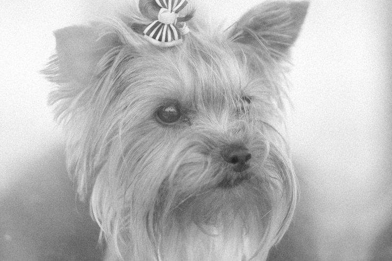 Cómo preparar a tu mascota para una sesión de grooming sin estrés