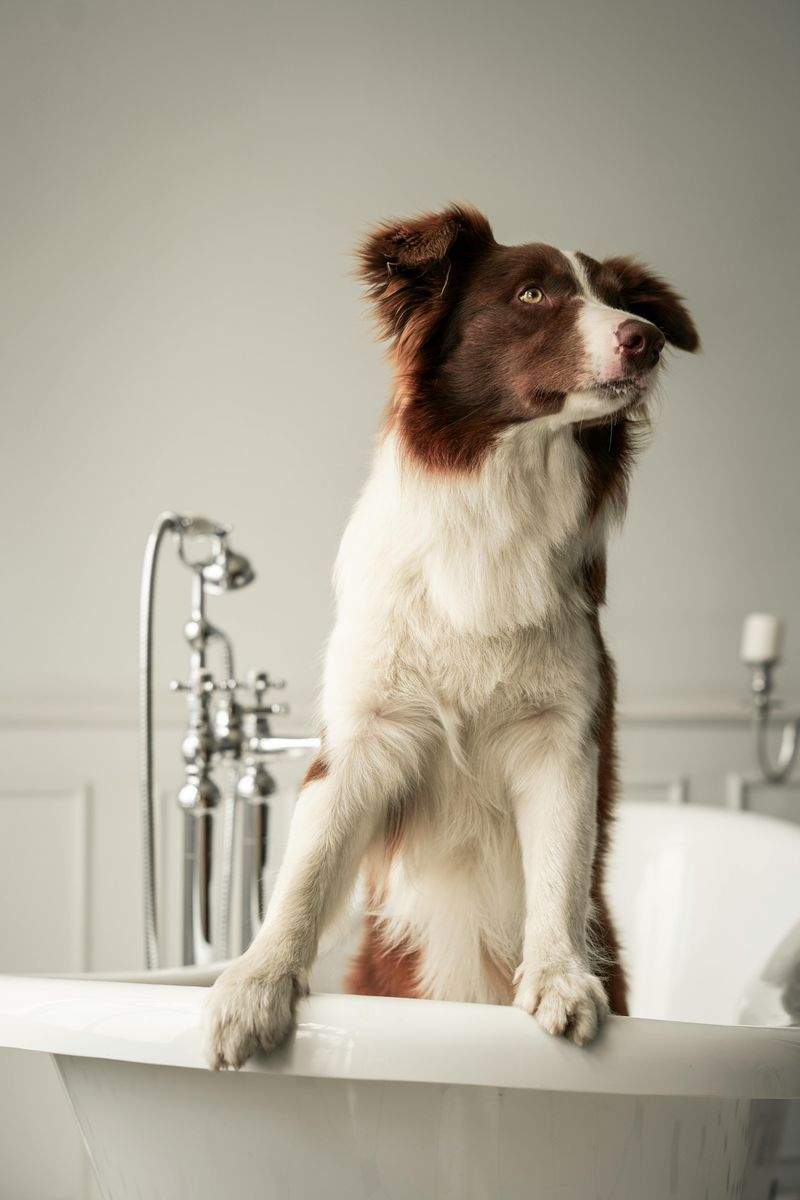 La importancia del baño y cepillado regular para la salud de tu peludo
