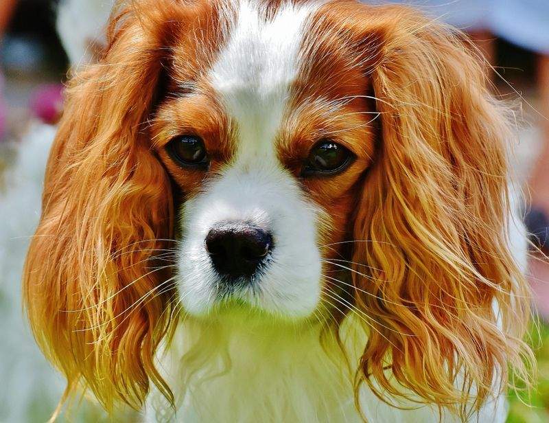Tendencias de grooming para consentir a tu mascota esta temporada